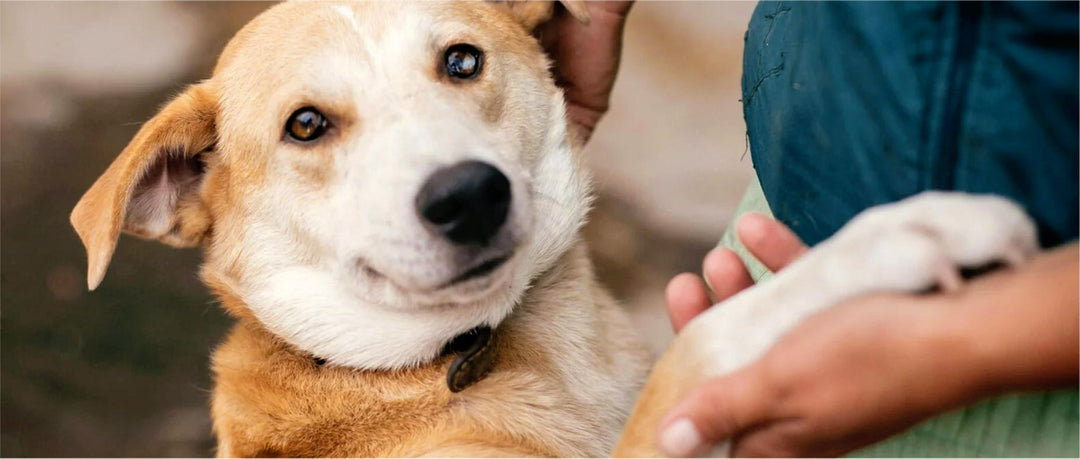 Protección animal, 7 formas de actuar por el bienestar animal.
