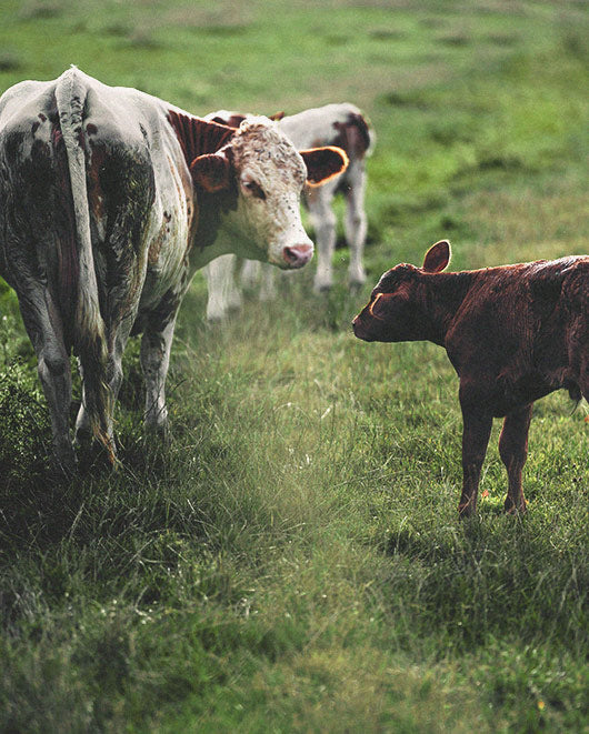 Marque engagée vegan COG
