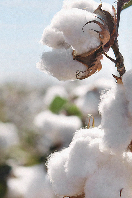 Chaussures naturelles durables baskets COG