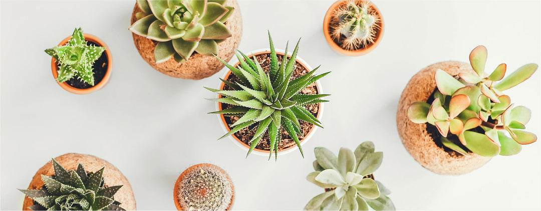 Jolies plantes à offrir